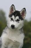 SIBERIAN HUSKY 1040